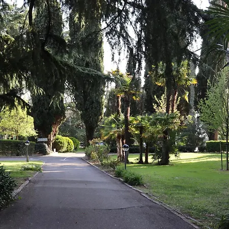 Forest In The *