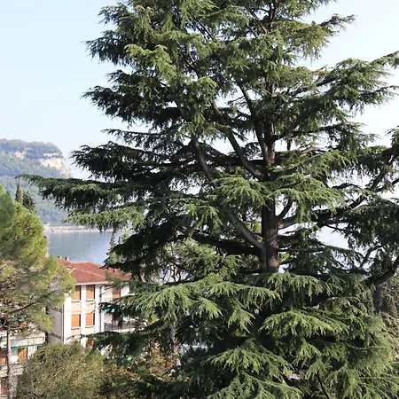 Forest In The Garda (Verona)